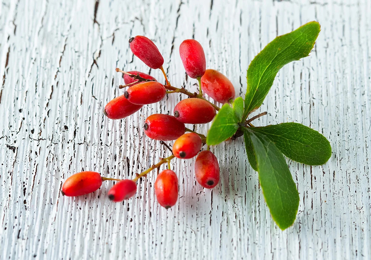 Berberine plant extract