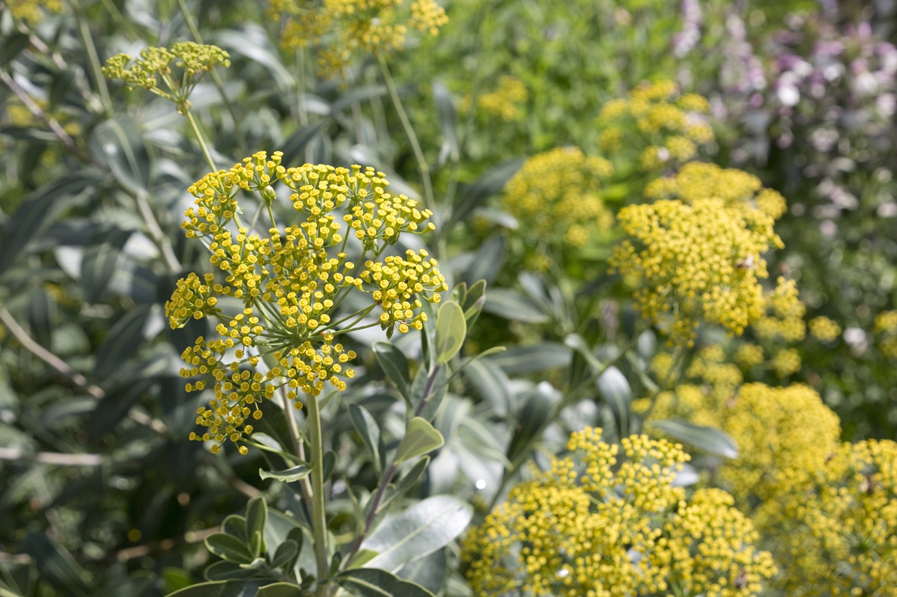 Bupleurum chinense root