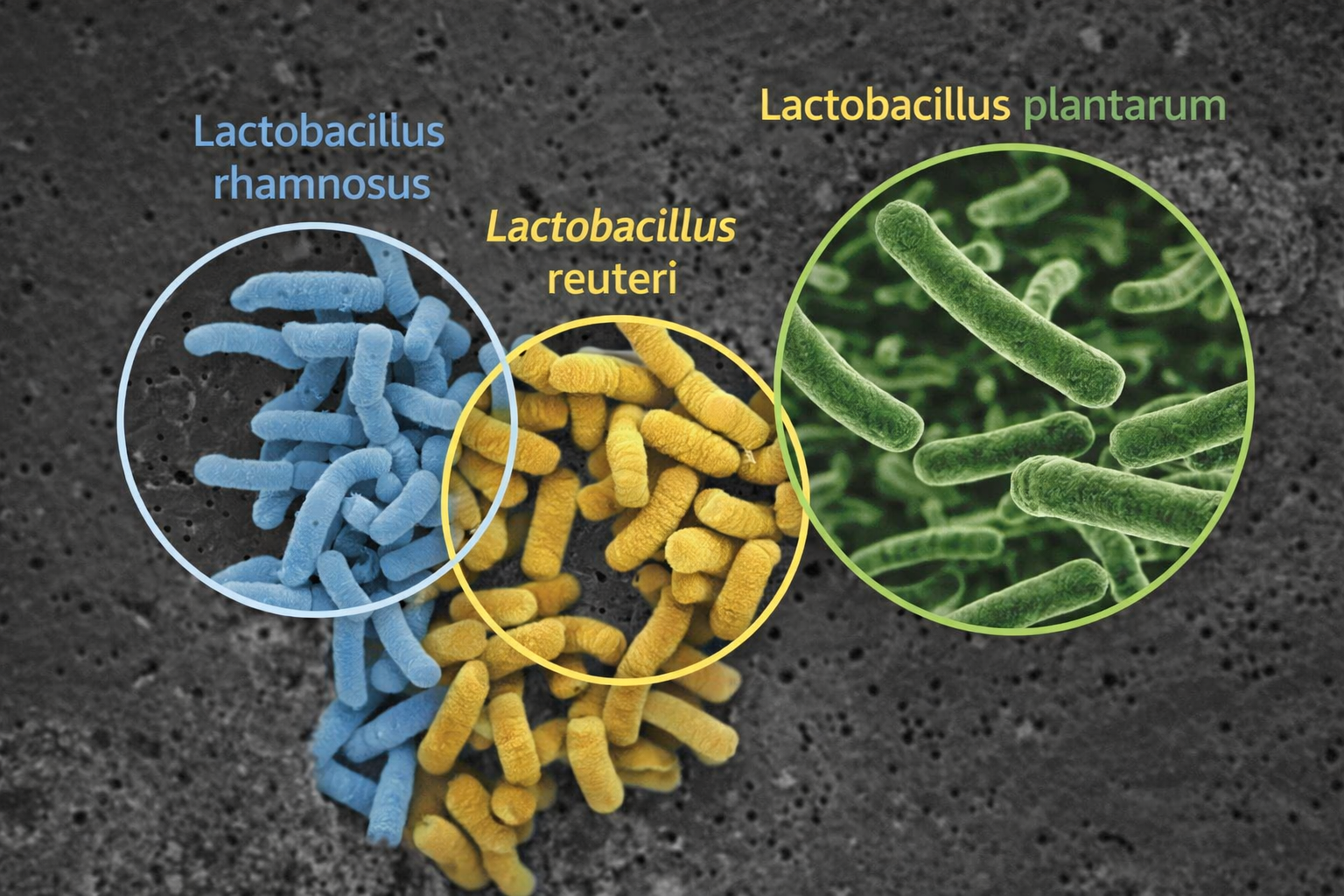 Lactobacillus probiotic blend