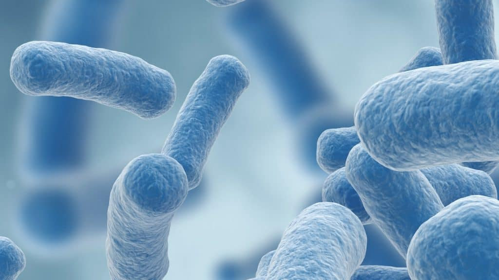 Lactobacillus gasseri probiotic strain