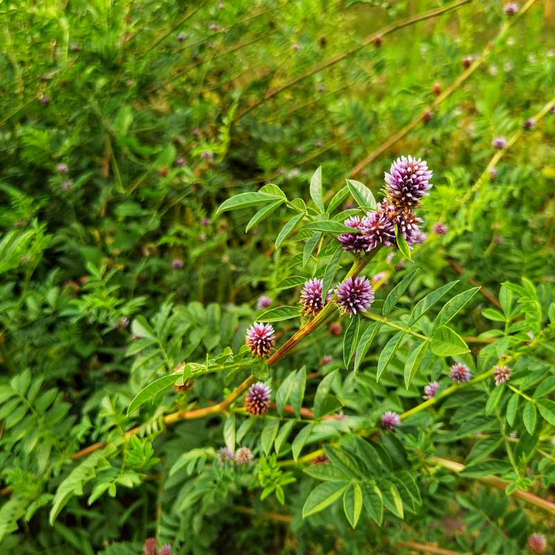 Licorice root flowers, Glycyrrhiza glabra