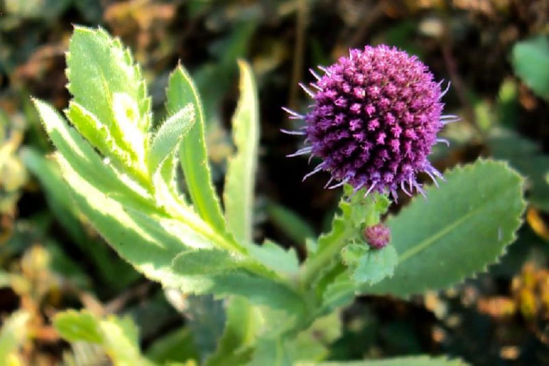 Sphaeranthus indicus flower extract